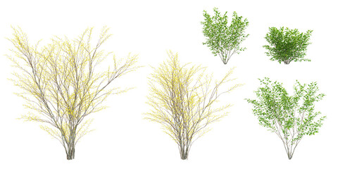 3d rendering of Spicebush trees on transparent background