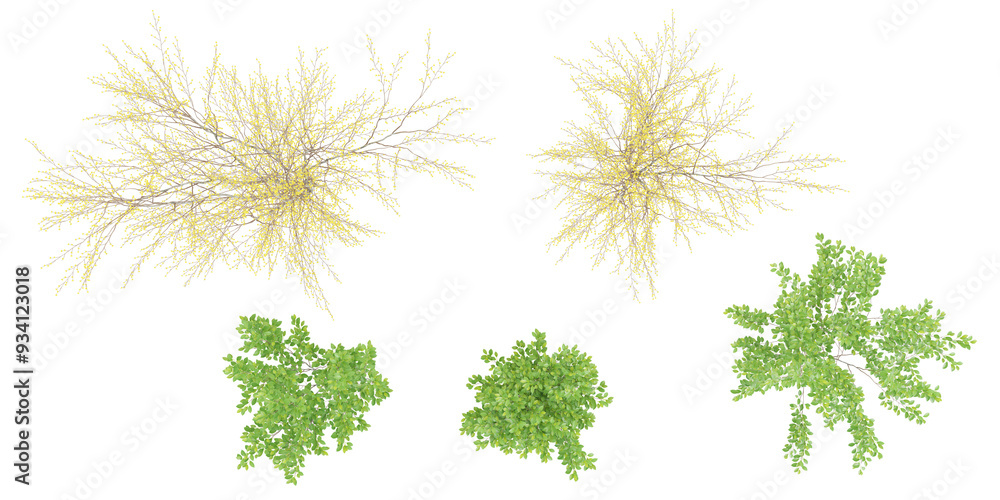 Poster 3d rendering of spicebush trees on transparent background from top view