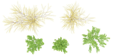 3d rendering of Spicebush trees on transparent background from top view