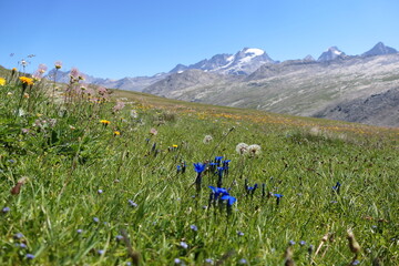 flowers in the mountains