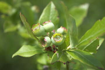 A small cluster of unripe blueberries on the bush.  