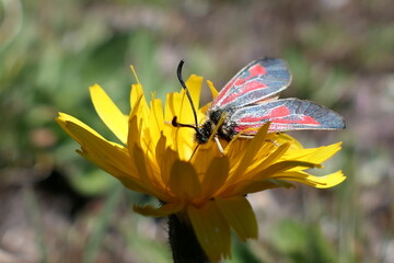 butterfly on flower