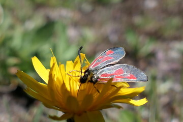 bee on flower