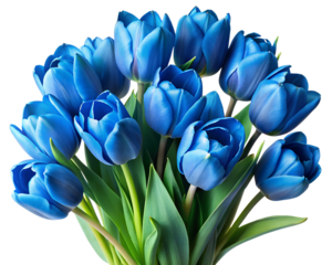 Bright blue tulips bouquet for floral decoration, isolated transparent PNG file
