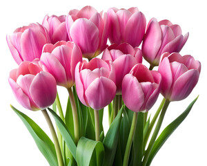 Fototapeta premium Vibrant pink tulip bouquet for seasonal floral design and decor, isolated, transparent PNG file