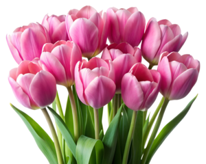 Vibrant pink tulip bouquet for seasonal floral design and decor, isolated, transparent PNG file