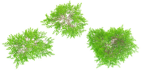 European beech Trees collection with realistic style from top view