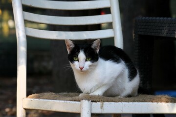 Colonia felina