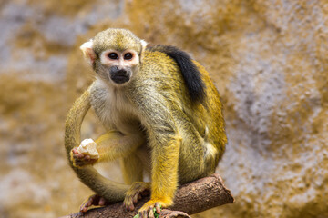 Squirrel Monkey on Branch