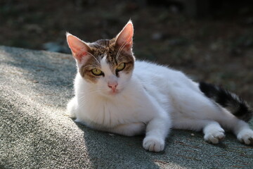 Colonia felina