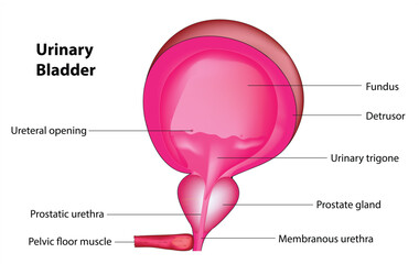 Anatomy of urinary bladder (Urinary tract)