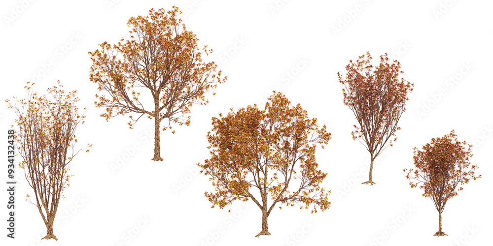Poster japanese maple trees with transparent background, 3d rendering, for illustration, digital compositio