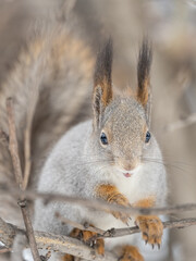 Fototapeta premium The squirrel sits on a branches without leaves in the winter or autumn