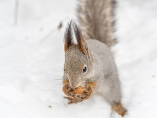 Obraz premium The squirrel in winter sits on white snow.