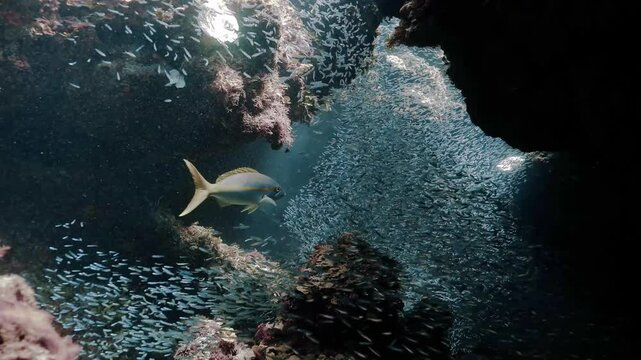 Yellowtail snapper swimming inside a swarm of juvenile fish  in undersea cave.