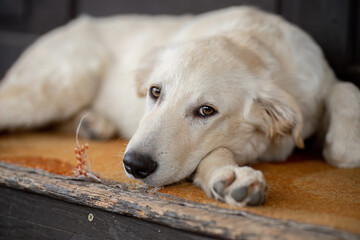 Labrador mutt dog lies on a bench.