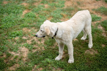 Labrador mutt dog on a yard ground.