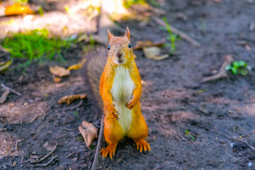 The squirrel sits on its hind legs and looks straight ahead