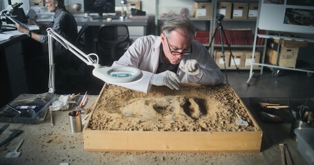 Senior archaeologist cleans prehistoric human or animal bones after excavation using tools and...