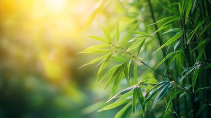 Obraz premium Sunlit Bamboo Leaves in a Lush Forest - A close-up of vibrant green bamboo leaves bathed in warm sunlight, symbolizing tranquility, growth, resilience, nature's beauty, and serenity.