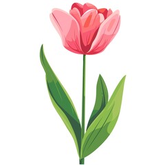 Fototapeta premium Elegant Tulip in Pink and Green Minimalist Style Representing Spring Beauty 