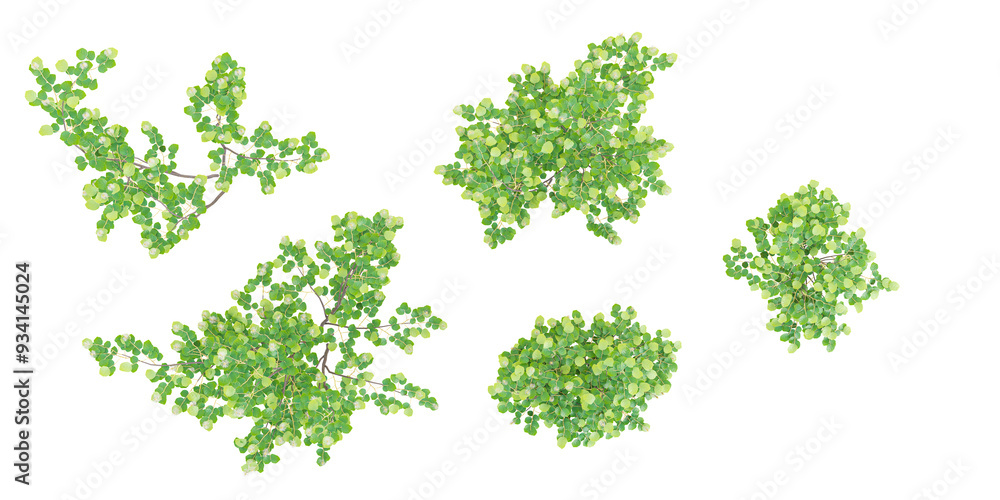 Poster witch alder trees isolated on white background, tropical trees isolated used for architecture from t
