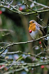 Robin posing on a branch