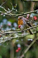 Rotkehlchen im Wald