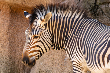 Fototapeta premium Zebra di montagna, Equus zebra hartmannae, al parco faunistico.