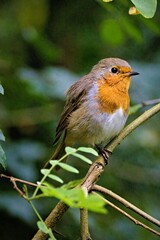 Rotkehlchen (Erithacus rubecula)