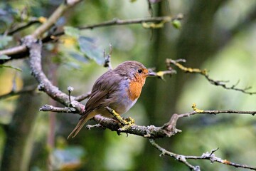 Rotkehlchen (Erithacus rubecula) auf einem Ast