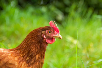 A Brown Chicken with a green natural background in soft focus. Colorful farming image.