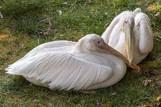 pellicano bianco maggiore, Pelecanus onocrotalus, al parco faunistico.