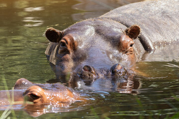 Fototapeta premium IPPOPOTAMO, Hippopotamus amphibius, al parco faunistico.
