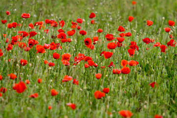 Campo de amapolas rojas en primavera, paisaje floral vibrante