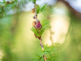 Larch tree fresh pink cones blossom at spring on nature background