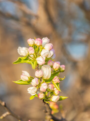 White blossoming apple trees. White apple tree flowers