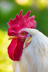 Hahn - Gockel - Allgäu - stolz - Cock