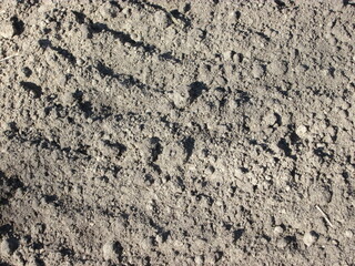 The ground is covered with dry, cracked soil interspersed with small clumps and stones, reflecting the effects of low moisture levels in a rural landscape during the daytime