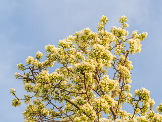 Apple tree branches with white flowers on a background of blue clear sky.