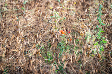 In Estonia, fiori di prato durante il mese di agosto. 