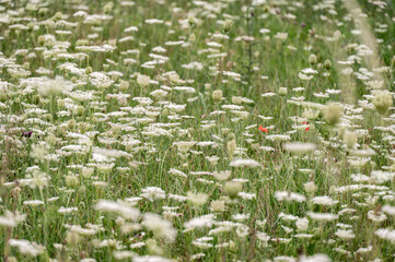 In Estonia, fiori di prato durante il mese di agosto. 