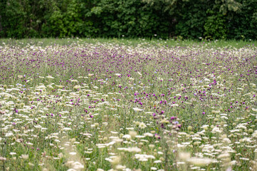 In Estonia, fiori di prato durante il mese di agosto. 