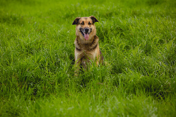 Large dog, in the middle of the pasture, sitting, looking directly at the camera.