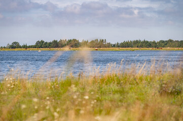 In Estonia I panorami tipici di Mar Baltico in estate, durante il mese di agosto.