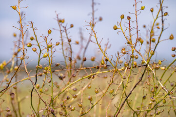 In Estonia I panorami tipici di Mar Baltico in estate, durante il mese di agosto.