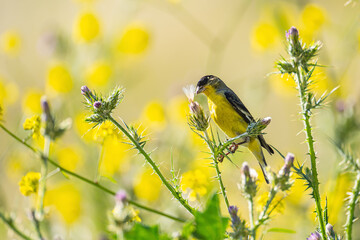 The lesser goldfinch (Spinus psaltria) sits on a bush and eats seeds. 