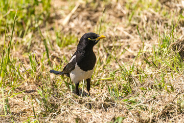 Close-up of Yellow-billed magpie (Pica nuttalli)