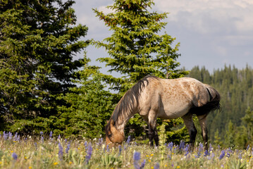 Beautiful Wild Horse in Summer in the Pryor Mountains Montana
