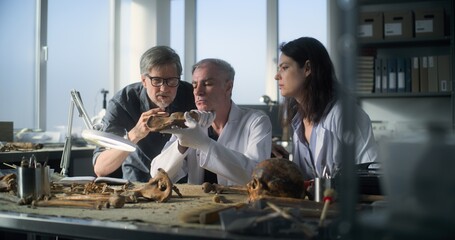Group of scientists study and analyze fossil remains of bones of prehistoric man skeleton in modern...